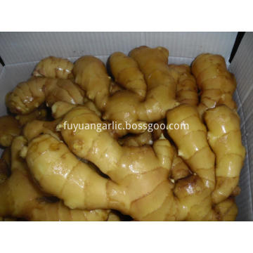 2018 new crop fresh ginger